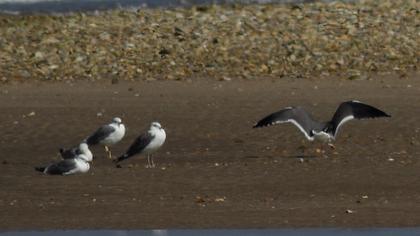 Büyük karasırtlı martı