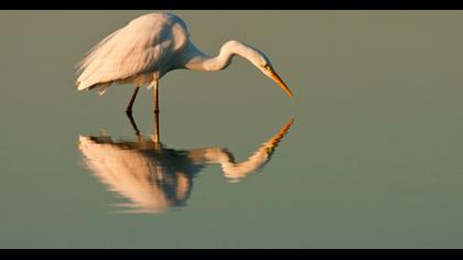Büyük ak balıkçıl