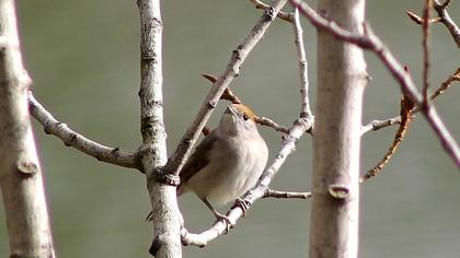 Karabaşlı ötleğen