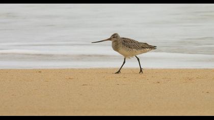 Kıyı çamurçulluğu