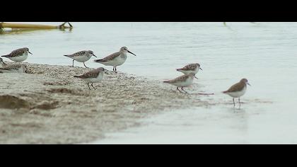 Karakarınlı kumkuşu