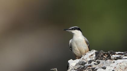 Büyük kaya sıvacısı