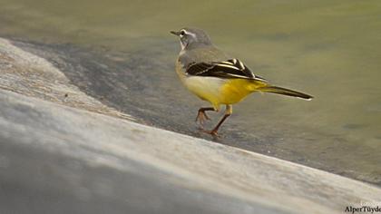 Dağ kuyruksallayanı