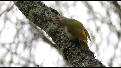 Küçük yeşil ağaçkakan