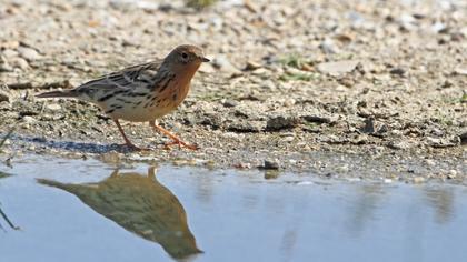 Kızılgerdanlı incirkuşu