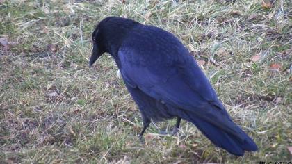 Avrupa leş kargası