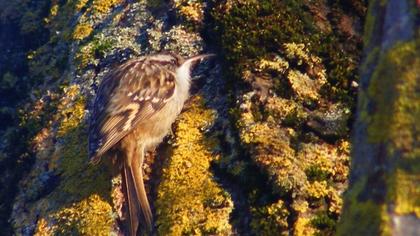 Bahçe tırmaşıkkuşu