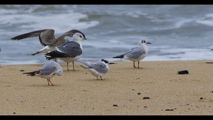 Küçük gümüş martı
