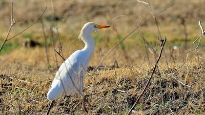 Sığır balıkçılı