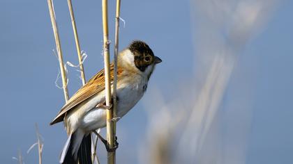 Bataklık Kirazkuşu