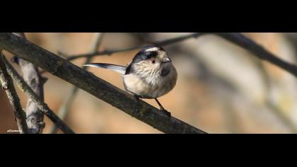 Uzunkuyruklu baştankara