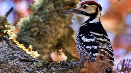 Aksırtlı ağaçkakan