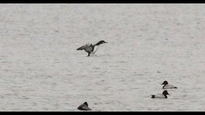 Karagerdanlı dalgıç