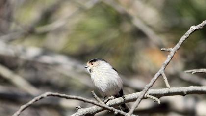 Uzunkuyruklu baştankara