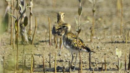 Küçük altın yağmurcun