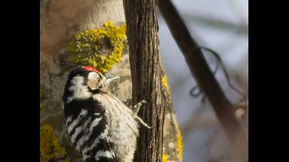Küçük ağaçkakan