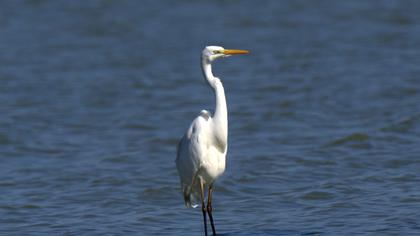 Büyük ak balıkçıl