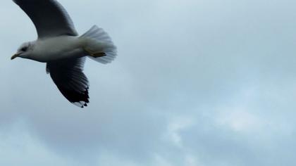 Küçük gümüş martı