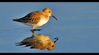 Karakarınlı kumkuşu