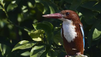 İzmir yalıçapkını