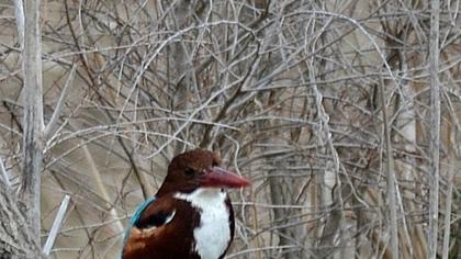 İzmir yalıçapkını