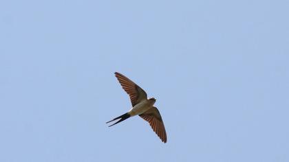 Kızıl kırlangıç