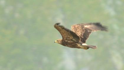 Küçük orman kartalı