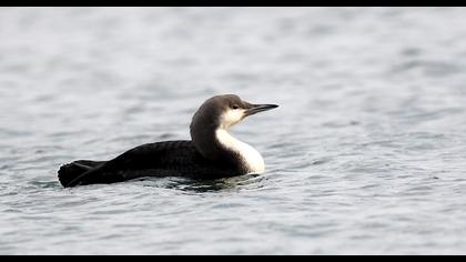 Karagerdanlı dalgıç