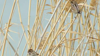 Bataklık Kirazkuşu