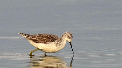 Marsh Sandpiper