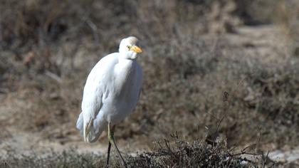 Sığır balıkçılı