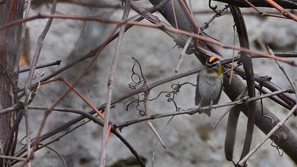 Sürmeli çalıkuşu