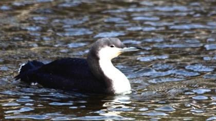 Karagerdanlı dalgıç