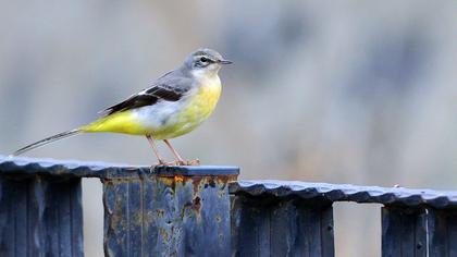 Dağ kuyruksallayanı