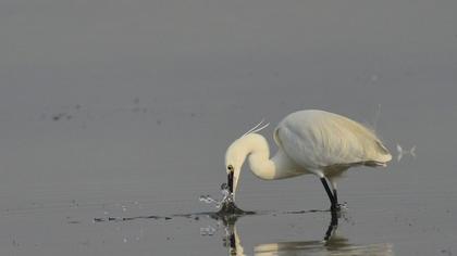 Küçük ak balıkçıl