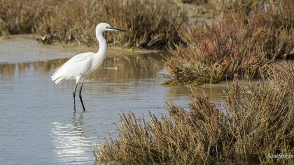 Küçük ak balıkçıl