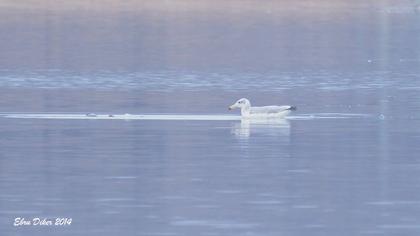 Büyük karabaş martı
