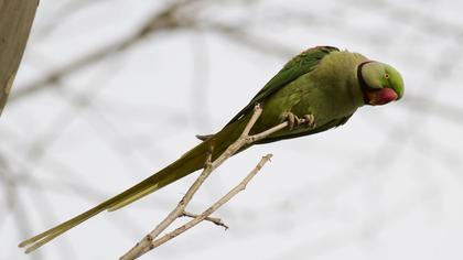 İskender papağanı