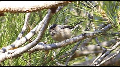 Uzunkuyruklu baştankara