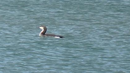 Karagerdanlı dalgıç