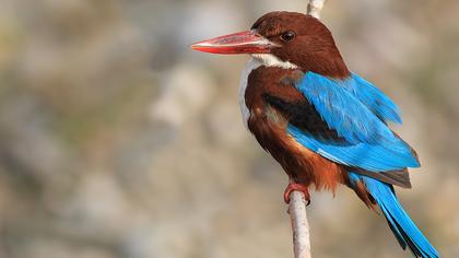 İzmir yalıçapkını