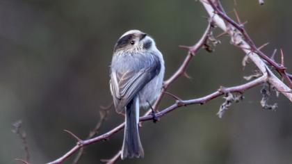 Uzunkuyruklu baştankara
