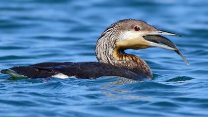 Karagerdanlı dalgıç