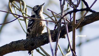 Küçük ağaçkakan
