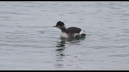 Karaboyunlu batağan