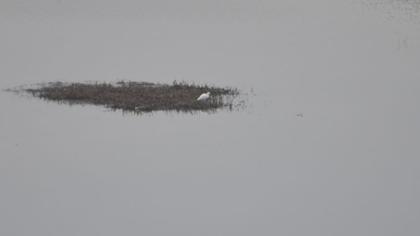 Küçük ak balıkçıl