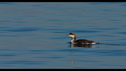 Karagerdanlı dalgıç