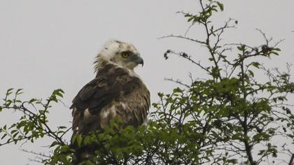 Short-toed Snake Eagle