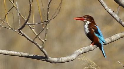İzmir yalıçapkını