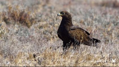 Büyük orman kartalı